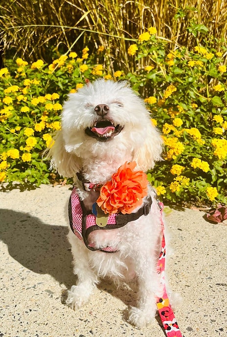 Daisy, my smiling toy poodle, wearing an orange flower around her neck, looks up at the camera in front of a bush of yellow flowers